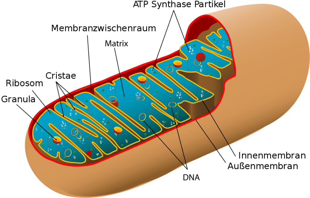 More About Medical Lasers 1 1200px Animal mitochondrion diagram de